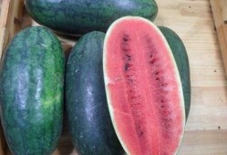 黑料社 朝阳吃瓜51cg,揭秘黑料社与吃瓜51cg背后的故事