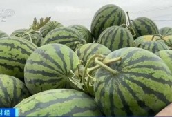 网红大瓜博雅吃瓜视频最全观看 社会热点的图片,揭秘网红大瓜视频，社会热点一网打尽